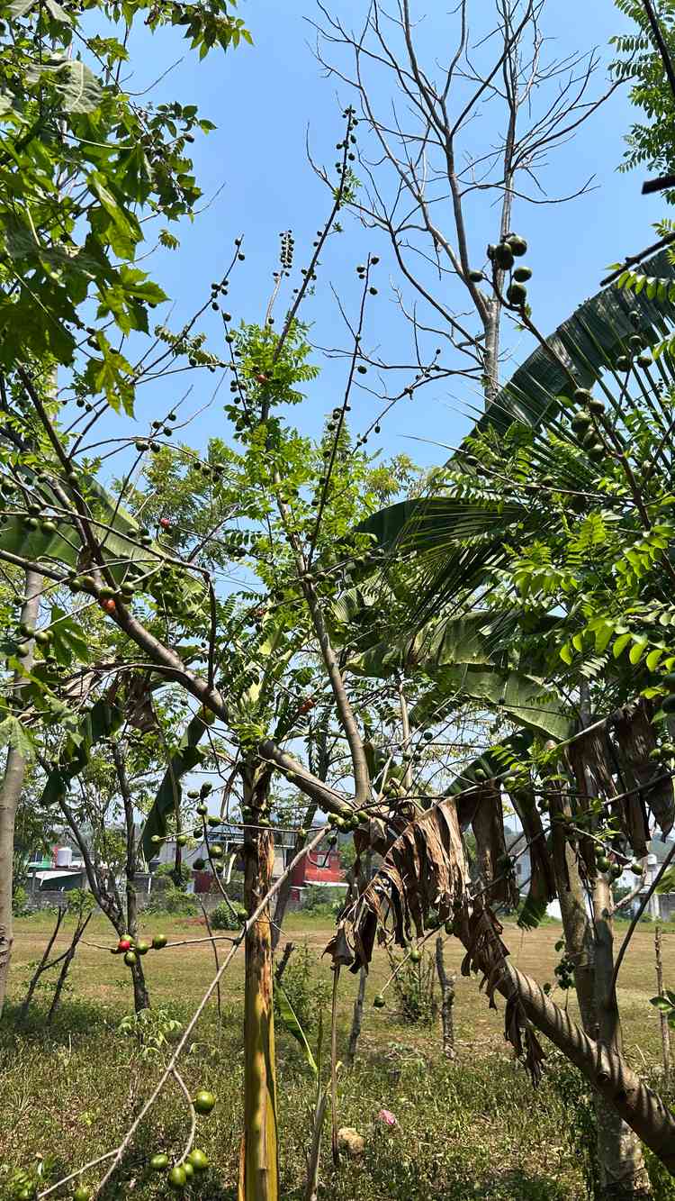 terreno en venta el jobo colonia de la sierra teapa tabasco p2cuNQl